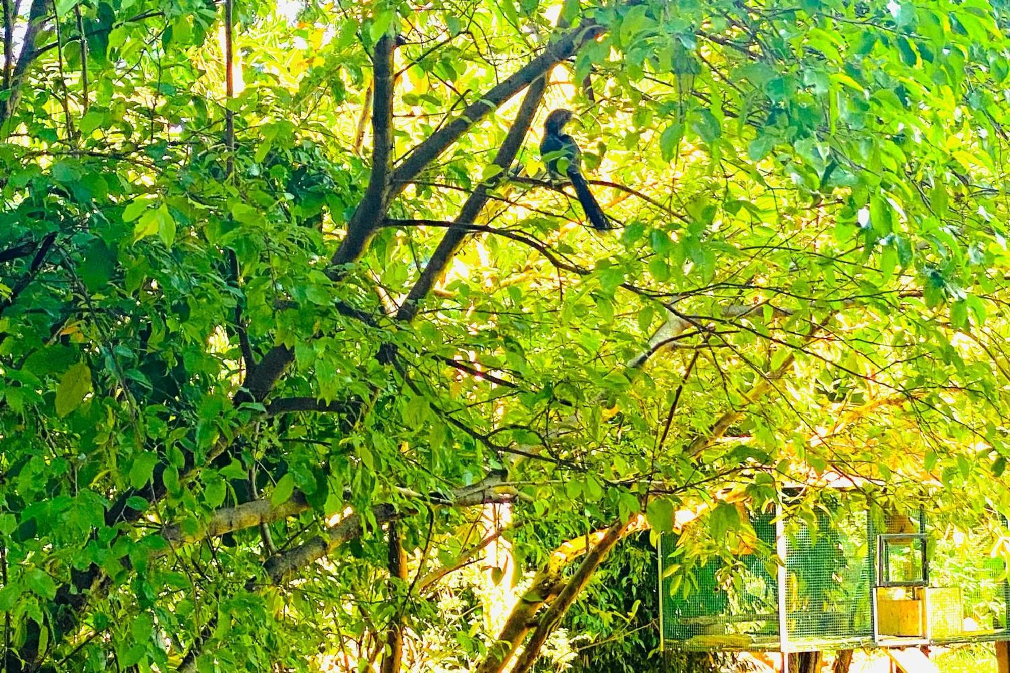 דמבולה Gamagedara Resort מראה חיצוני תמונה